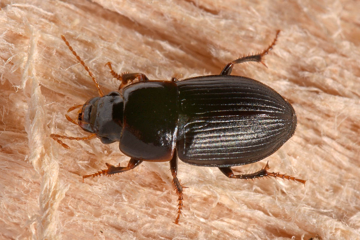 Carabidae: Harpalus sp.? H. modestus !!!